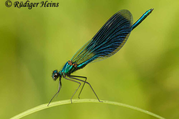 Calopteryx splendens (Gebänderte Prachtlibelle) Männchen, 12.7.2013