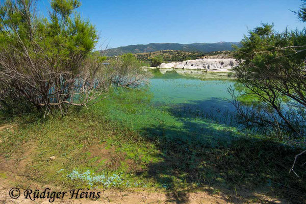Trithemis annulata (Violetter Sonnenzeiger) Habitat auf der Insel Sardinien, 20.6.2018