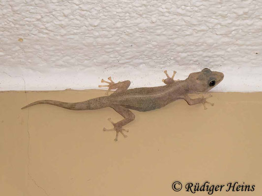 Lepidodactylus lugubris (Jungferngecko), Santa Cruz, 18.02.2020