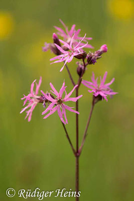 Lychnis flos-cuculi (Kuckucks-Lichtnelke), 29.5.2017