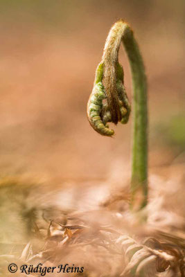 Pteridium aquilinum (Adlerfarn), 5.5.2023