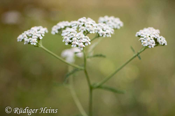Achillea millefolium (Gemeine Schafgarbe)