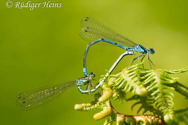 Coenagrion puella (Hufeisen-Azurjungfer) Paarung, 5.6.2016