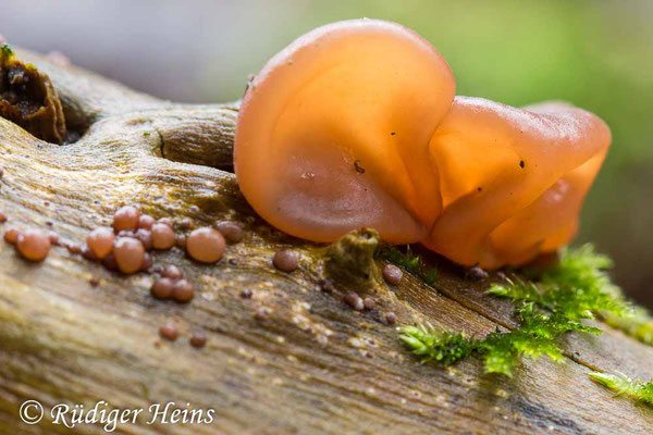 Judasohr (Auricularia auricula-judae), 8.12.2021 - Makroobjektiv 100mm f/2.8