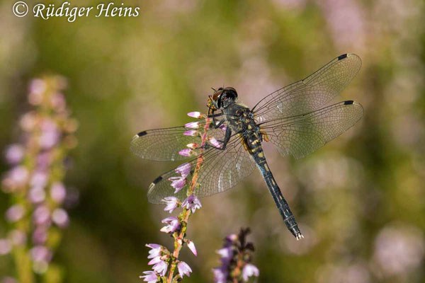 Leucorrhinia albifrons (Östliche Moosjungfer) Weibchen, 10.8.2022