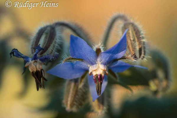 Borretsch (Borago officinalis), 28.10.2021 - Makroobjektiv 180mm f/3.5