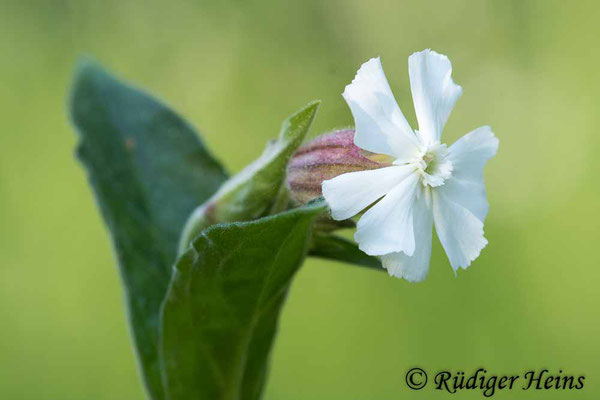 Silene latifolia (Weiße Lichtnelke), 31.5.2021