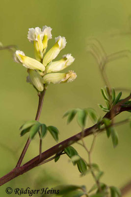 Ceratocapnos claviculata (Rankender Lerchensporn), 20.4.2019