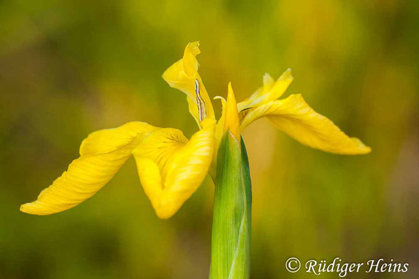 Iris pseudacorus (Sumpf-Schwertlilie), 29.5.2010
