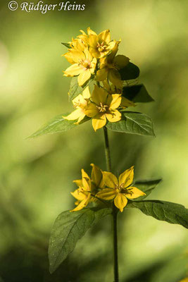 Lysimachia punctata (Punktierter Gilbweiderich), 22.6.2022