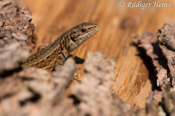 Zootoca vivipara (Waldeidechse)