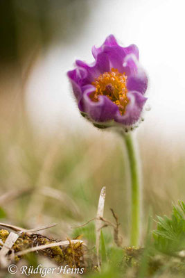 Pulsatilla vulgaris (Gewöhnliche Küchenschelle)