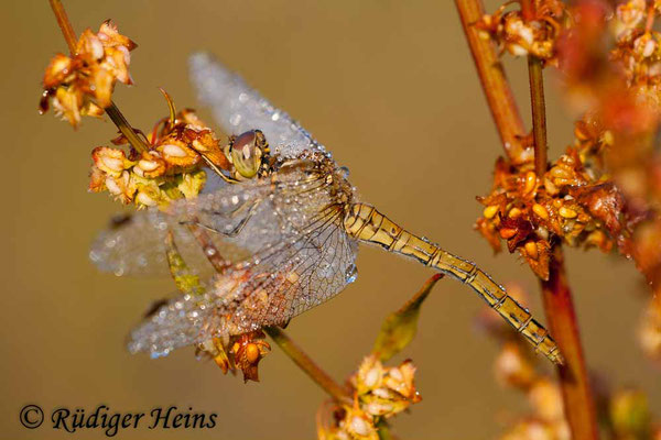Sympetrum vulgatum (Gemeine Heidelibelle) Weibchen, 17.8.2008