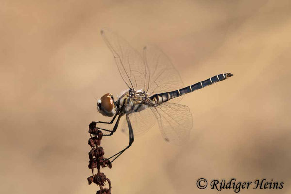 Selysiothemis nigra (Teufelchen, Schwarzer Baron) Männchen