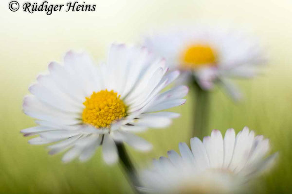 Bellis perennis (Gänseblümchen)