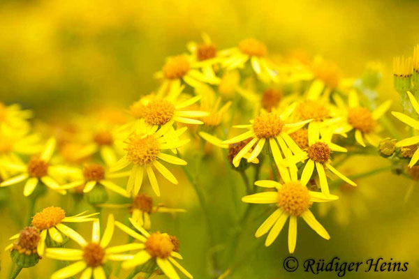 Senecio jacobaea (Jakobs-Greiskraut)