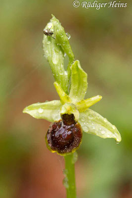 Ophrys araneola (Kleine Spinnen-Ragwurz), 2.5.2014