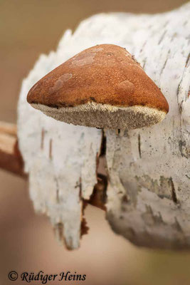 Fomitopsis betulina (Birkenporling), 26.1.2021 (Stack aus 13 Einzelaufnahmen)