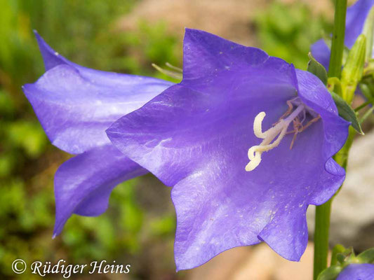 Campanula persicifolia (Pfirsichblättrige Glockenblume), 27.5.2024