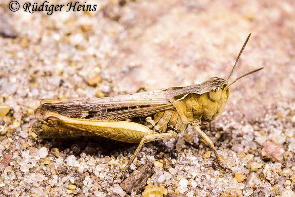 Chorthippus biguttulus (Nachtigall-Grashüpfer) Weibchen, 22.8.1987 (Scan vom Dia)