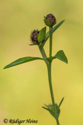 Centaurea nigra (Schwarze Flockenblume), 7.7.2020