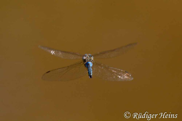 Aeshna mixta (Herbst-Mosaikjungfer) Männchen, 24.8.2013