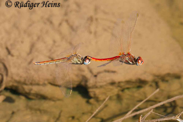 Sympetrum fonscolombii (Frühe Heidelibelle) fliegendes Tandem, 26.10.2007