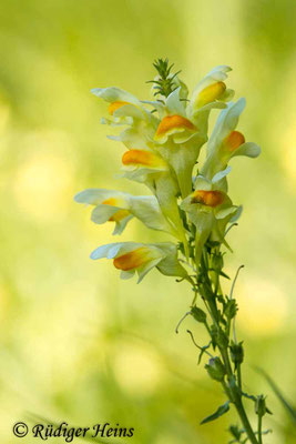 Linaria vulgaris (Echtes Leinkraut), 7.8.2017