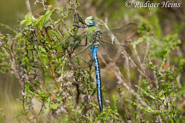 Anax imperator, Große Königslibelle, Männchen