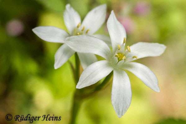 Ornithogalum umbellatum (Dolden-Milchstern), 1.5.2019