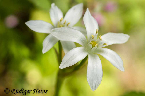 Ornithogalum umbellatum (Dolden-Milchstern)
