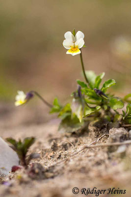 Viola arvensis (Acker-Stiefmütterchen), 27.4.2020