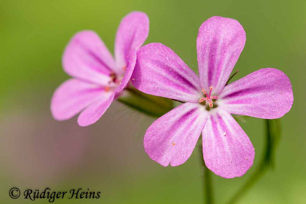 Geranium robertianum (Ruprechtskraut), 2.6.2013