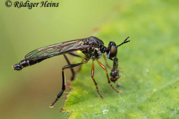 Dioctria hyalipennis (Gemeine Habichtsfliege) Männchen, 4.7.2023