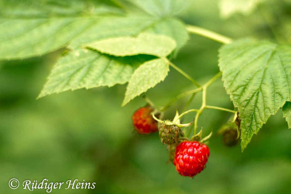 Rubus idaeus (Himbeere), 13.7.2017