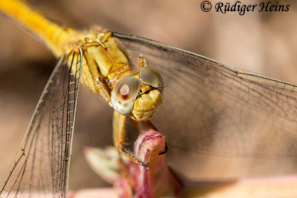 Orthetrum coerulescens anceps (Südöstlicher Kleiner Blaupfeil) Weibchen