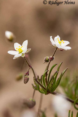 Spergula arvensis (Acker-Spark), 27.4.2020