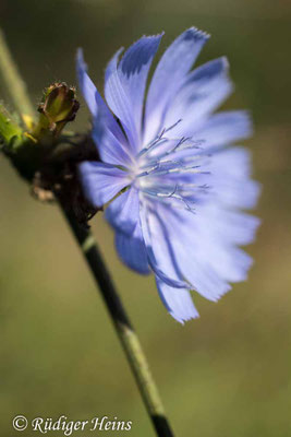Cichorium intybus (Gemeine Wegwarte), 7.9.2025