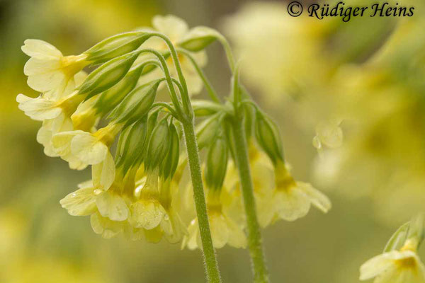 Primula elatior (Hohe Schlüsselblume), 27.4.2013