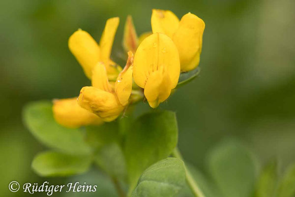 Lotus corniculatus (Gewöhnlicher Hornklee)