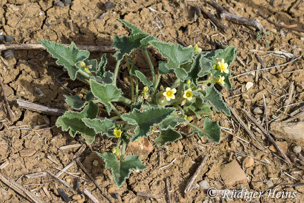 Ecballium elaterium (Spritzgurke), 15.10.2024