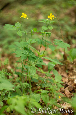 Chelidonium majus (Schöllkraut), 31.5.2015