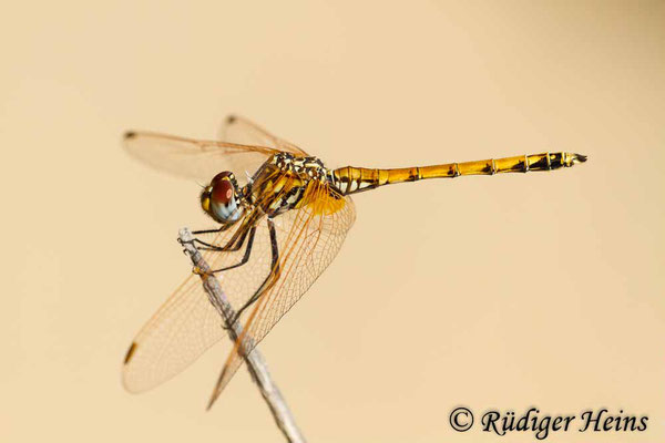 Trithemis arteriosa (Rotader-Sonnenzeiger) junges Männchen, 29.7.2015