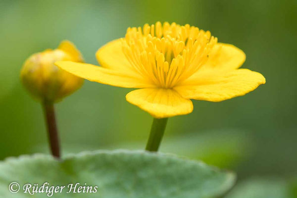 Caltha palustris (Sumpfdotterblume)