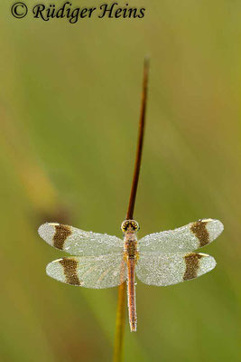 Sympetrum pedemontanum (Gebänderte Heidelibelle) Weibchen, 27.7.2012