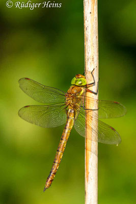 Isoaeschna isoceles, Keilfleck-Mosaikjungfer, Weibchen