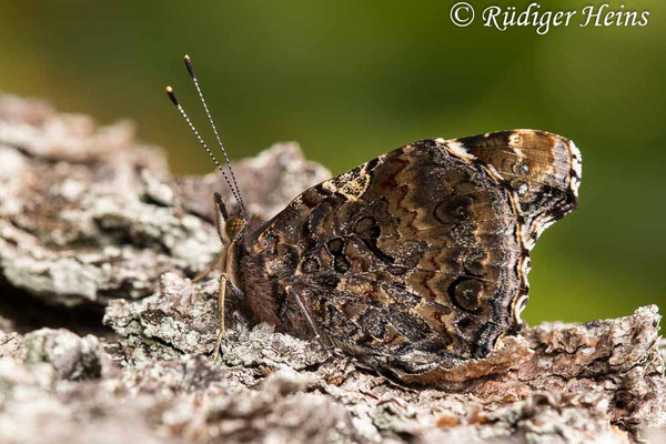 Vanessa atalanta (Admiral), 10.9.2020