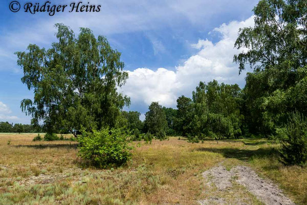 Dysmachus trigonus (Säbel-Raubfliege) Habitat