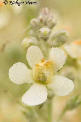 Verbascum lychnitis (Mehlige Königskerze), 7.7.2021