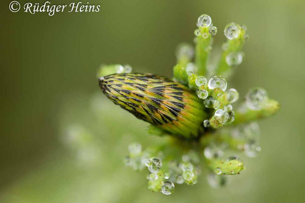 Equisetum fluviatile (Teich-Schachtelhalm), 6.6.2021